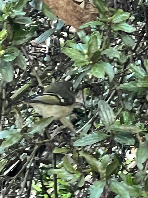 Ruby-crowned Kinglet - ML631651436