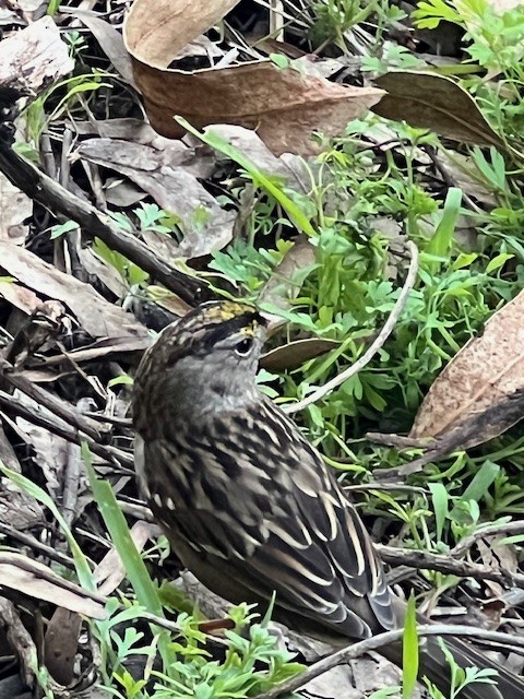 Golden-crowned Sparrow - ML631651439