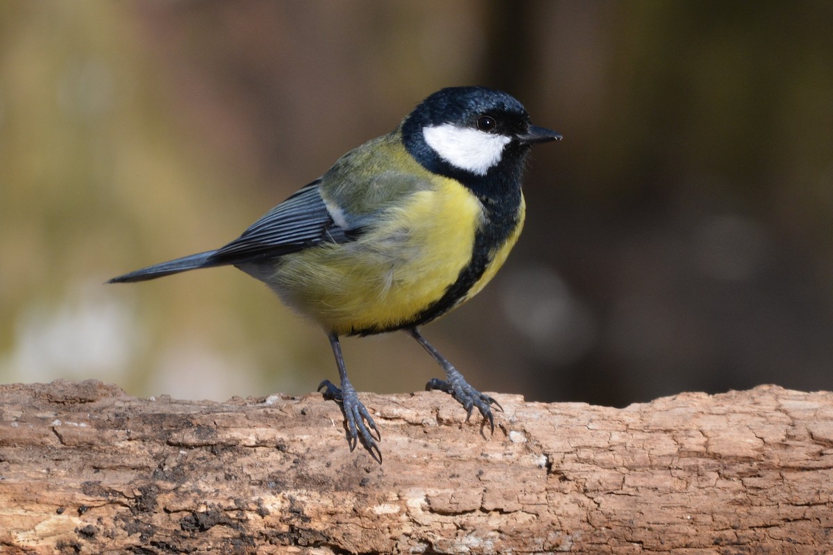 Mésange charbonnière - ML631651693