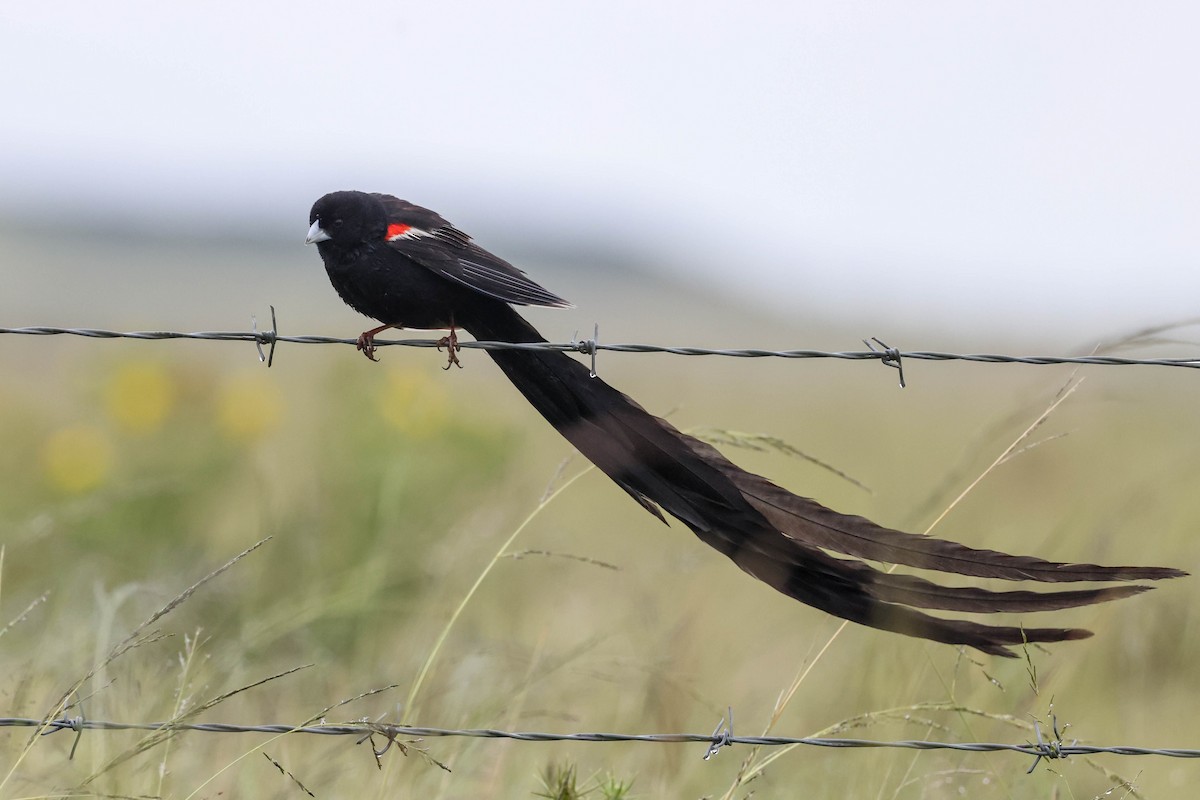 Long-tailed Widowbird - ML631651696