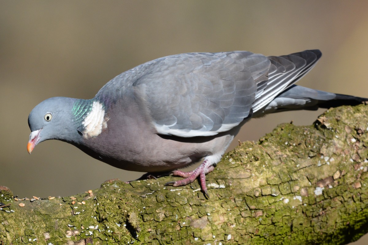 Pigeon ramier - ML631651715