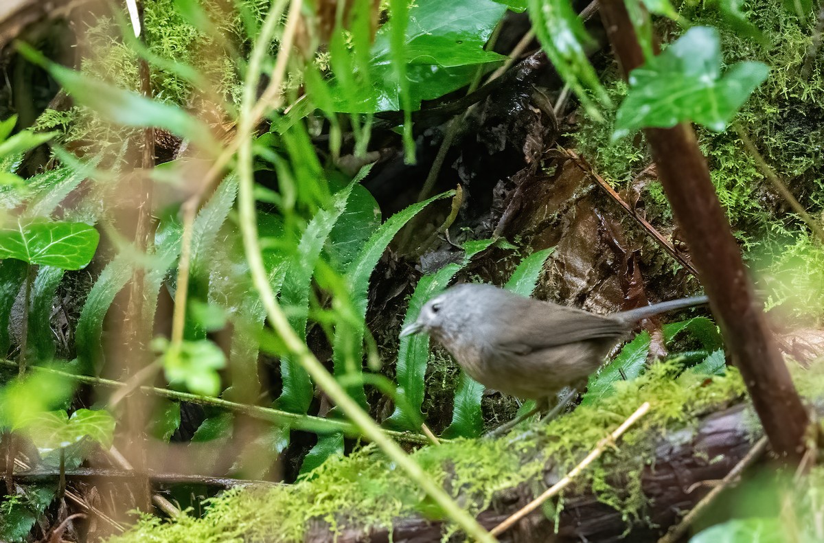Wrentit - ML631651733