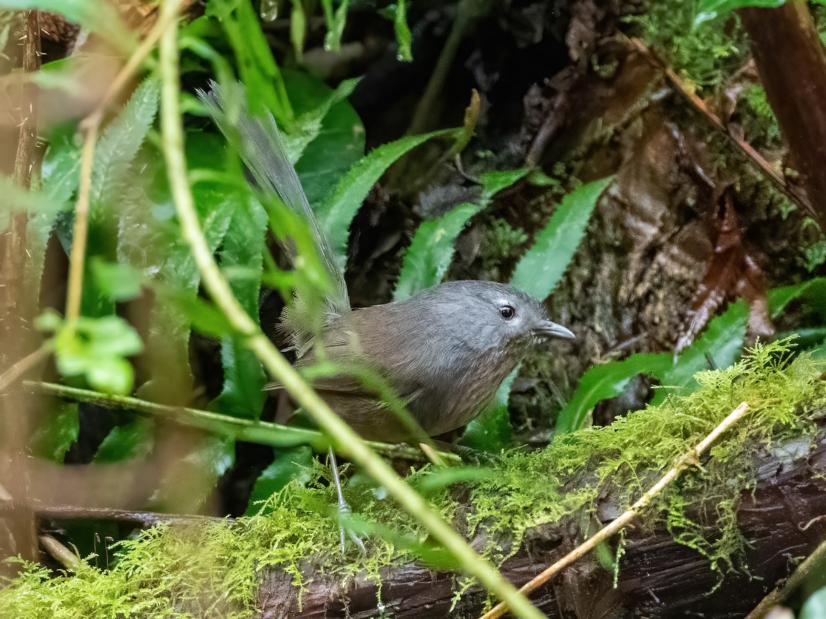 Wrentit - ML631651738