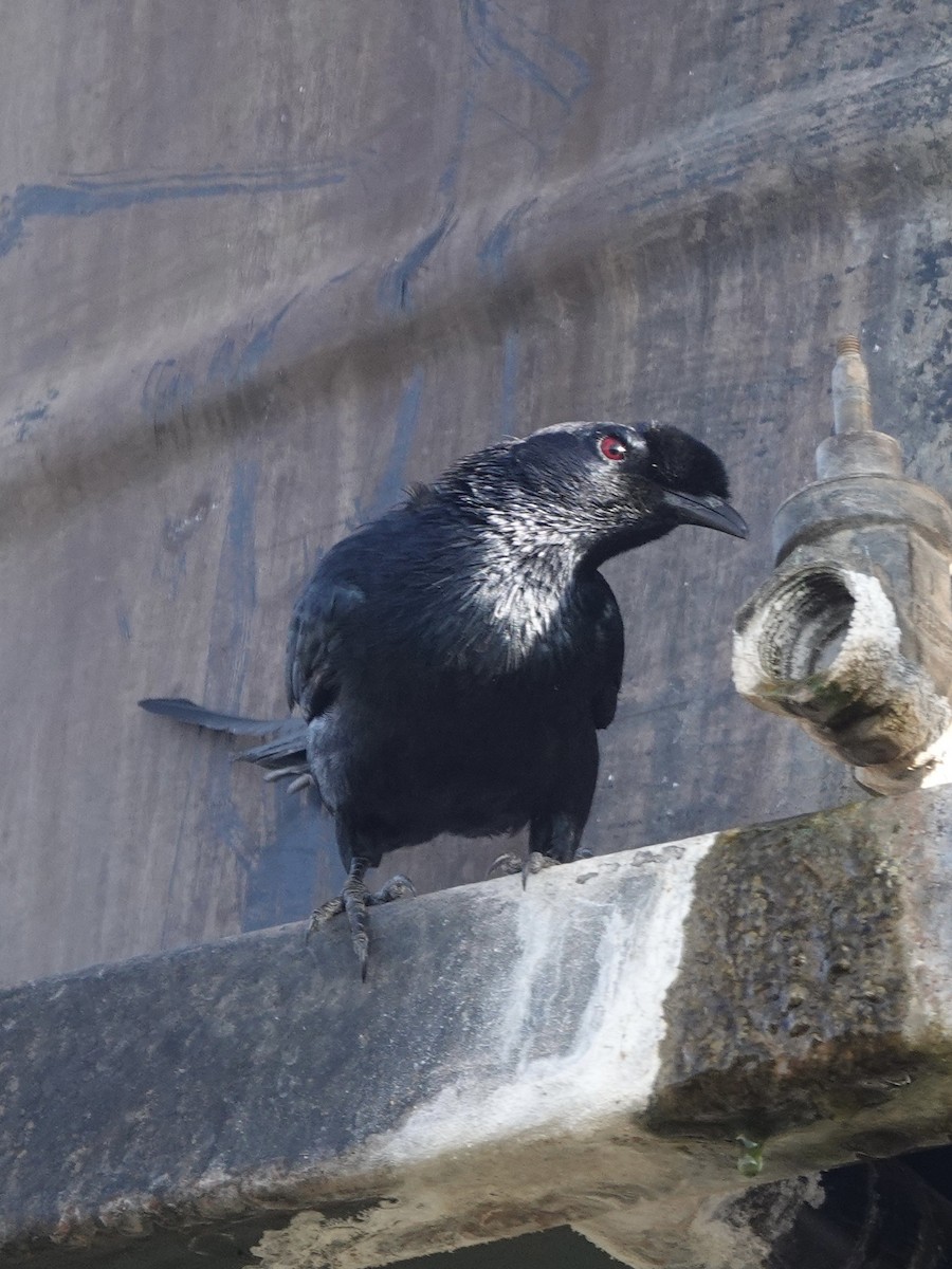 Bristle-crowned Starling - ML631651899