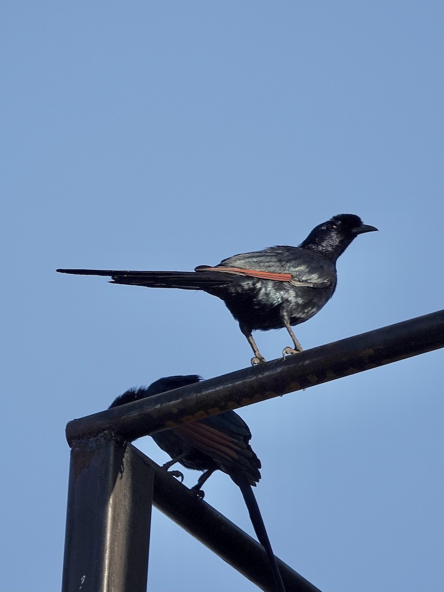 Bristle-crowned Starling - ML631651900