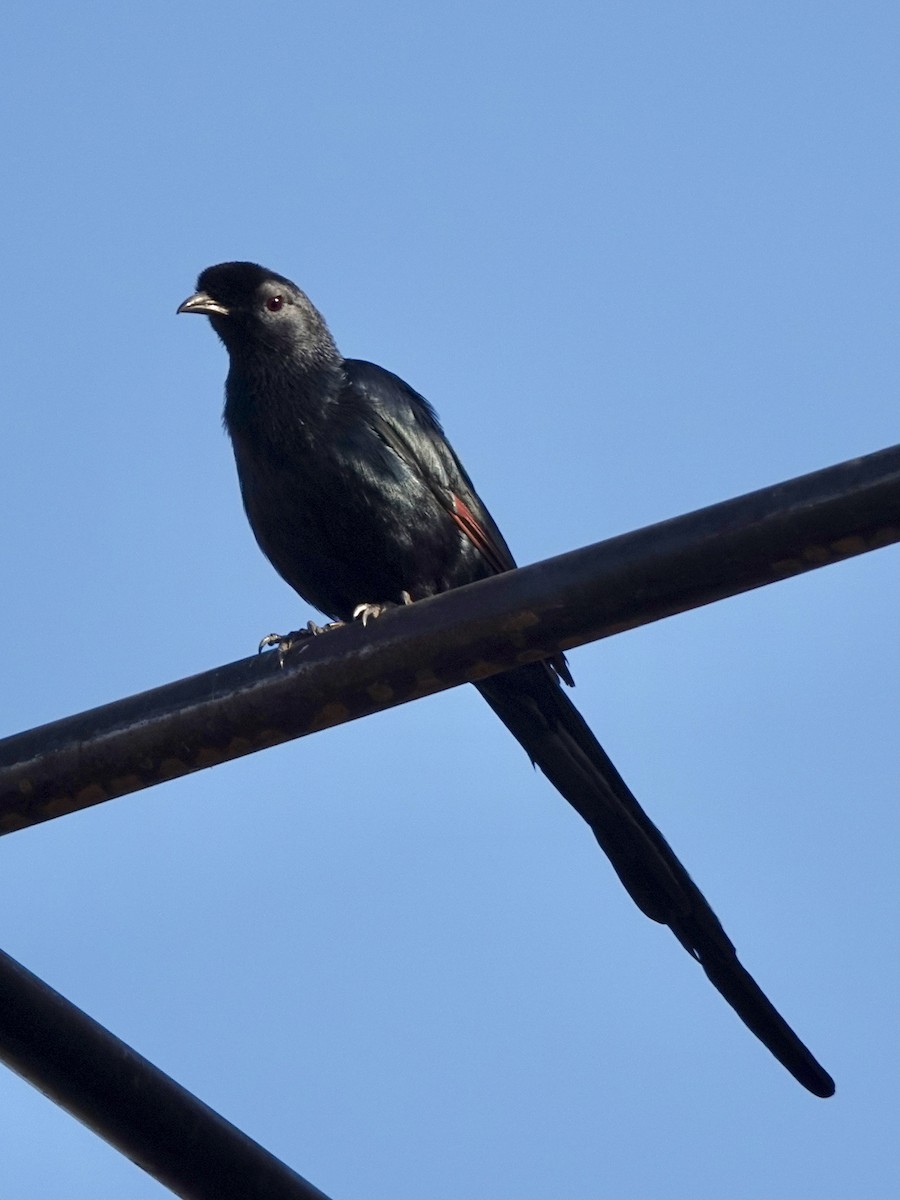 Bristle-crowned Starling - ML631651901