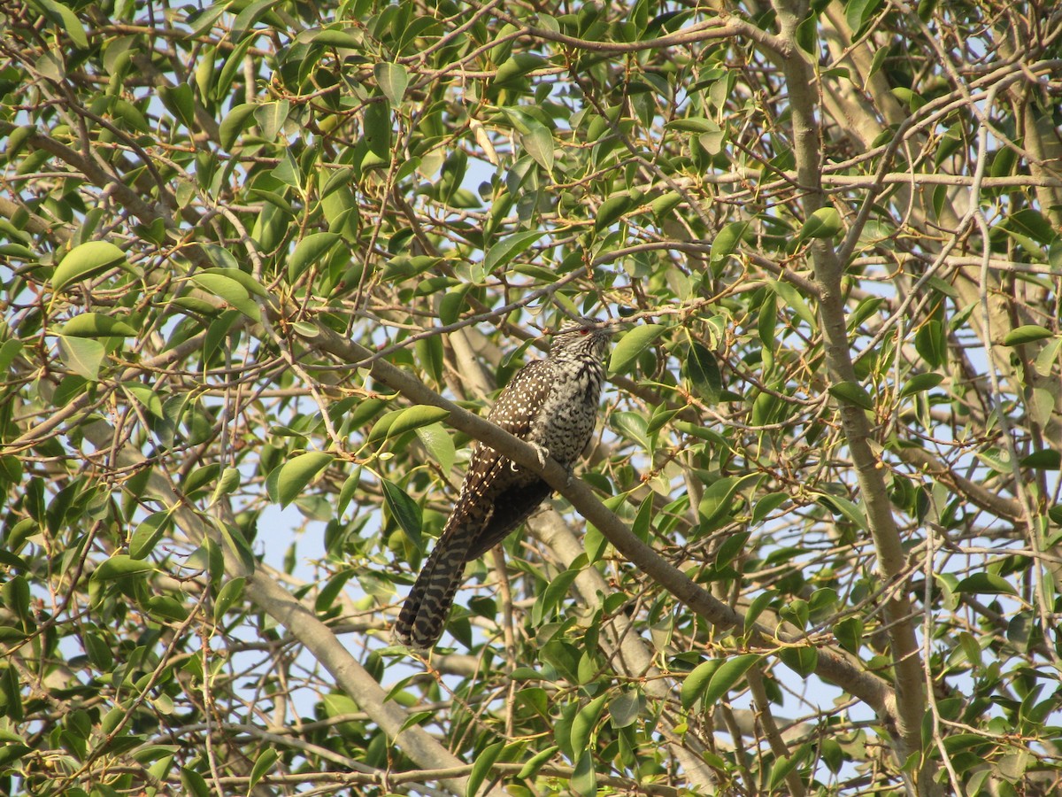 Asian Koel - ML631651935