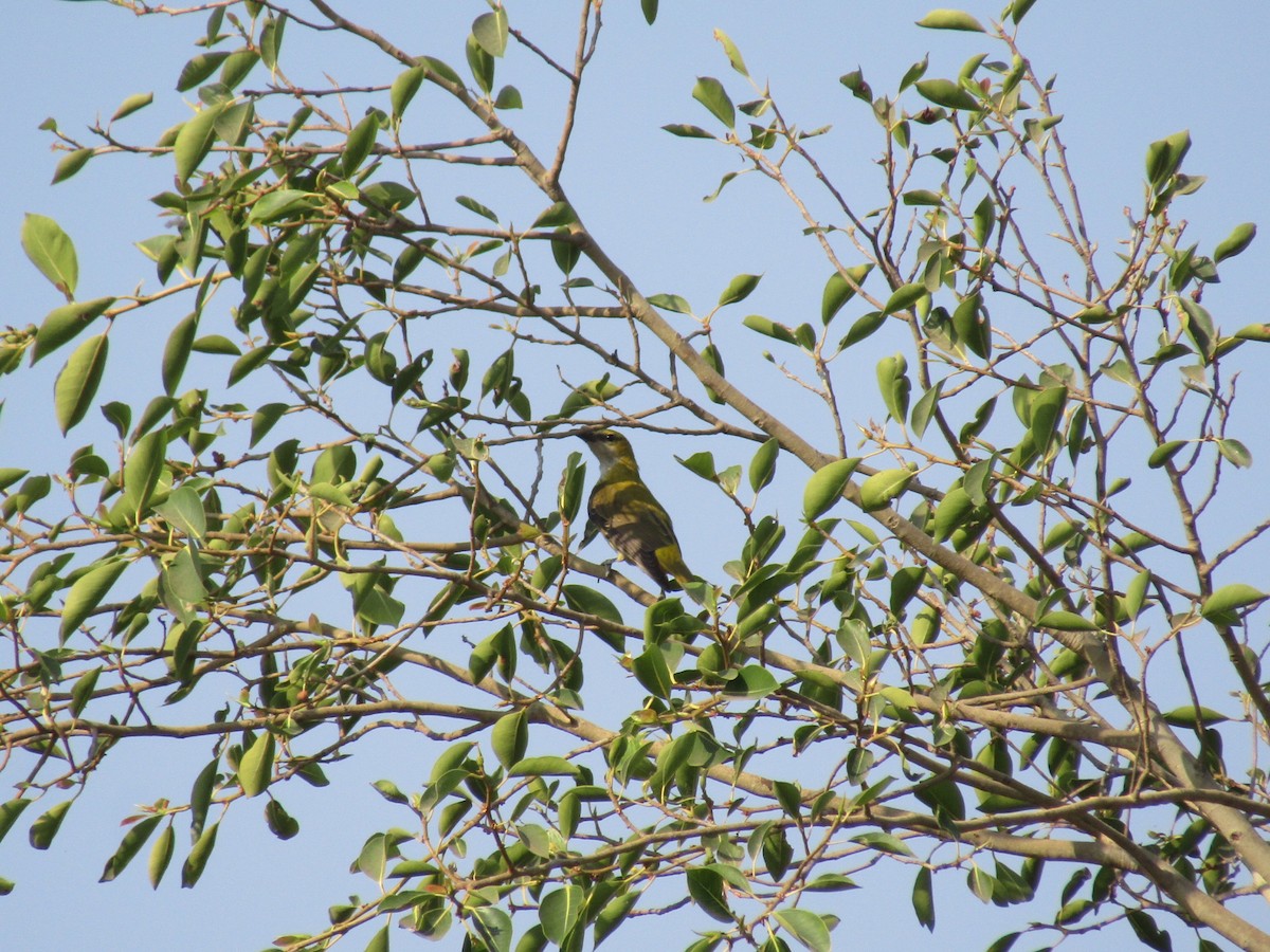 Indian Golden Oriole - ML631651941