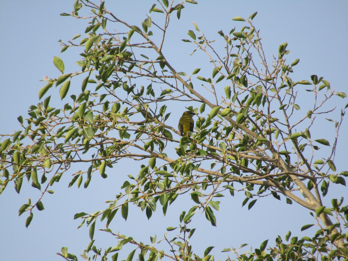 Indian Golden Oriole - ML631651942