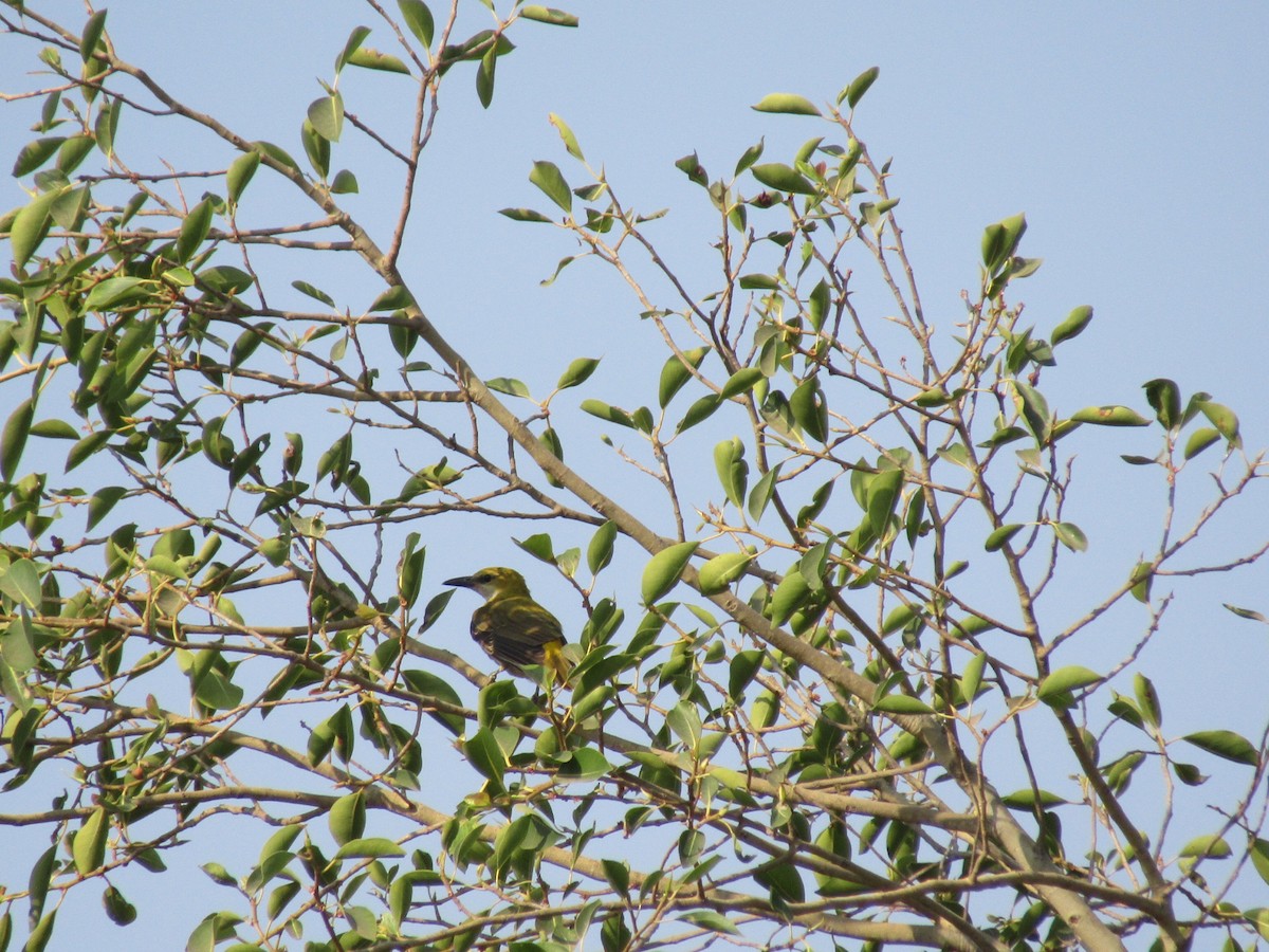 Indian Golden Oriole - ML631651943
