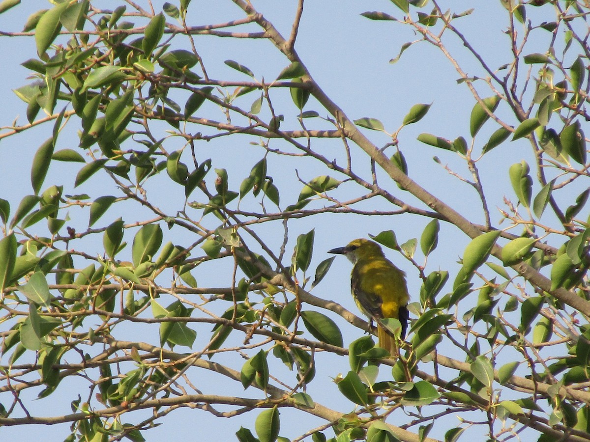 Indian Golden Oriole - ML631651944