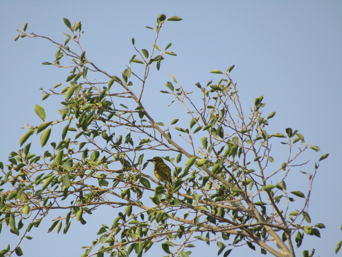 Indian Golden Oriole - ML631651945