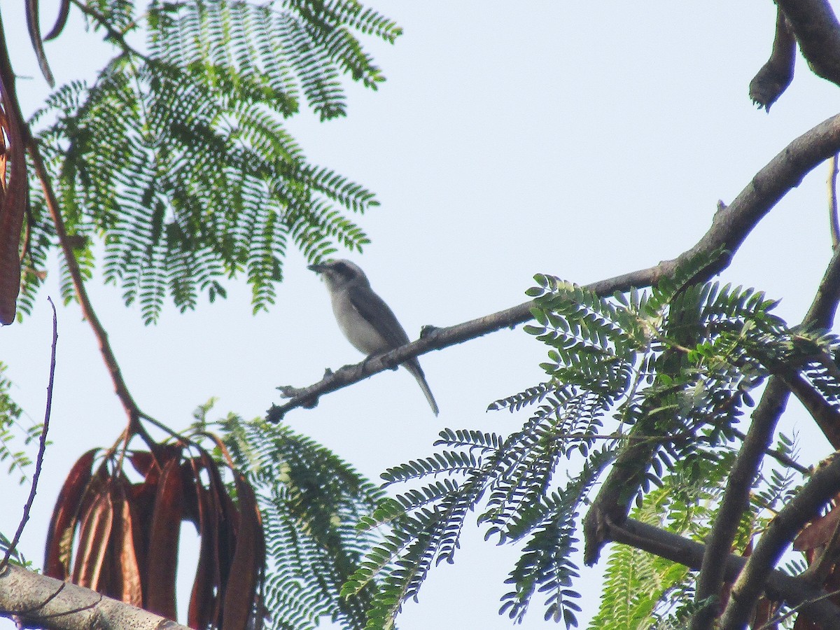 Common Woodshrike - ML631651950