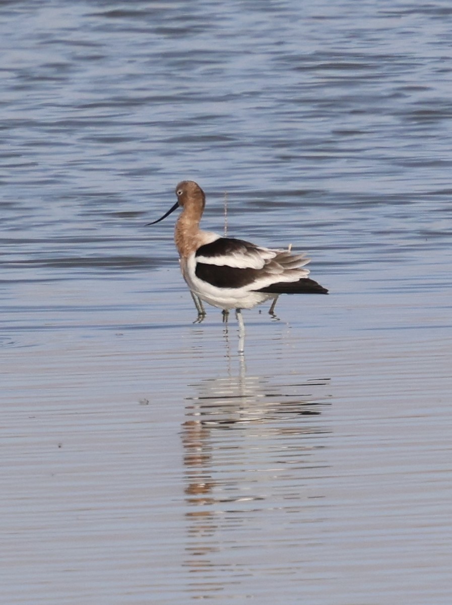American Avocet - ML631651960