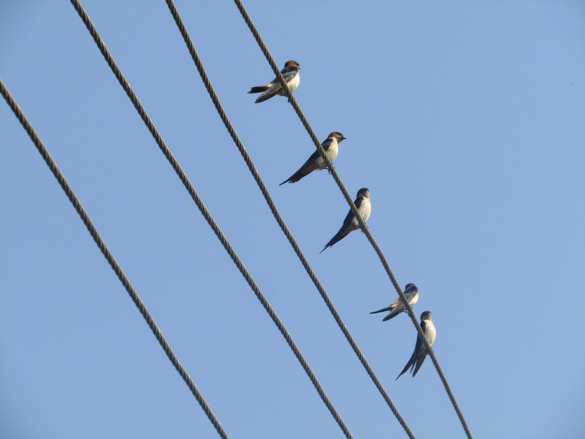 Wire-tailed Swallow - ML631651961