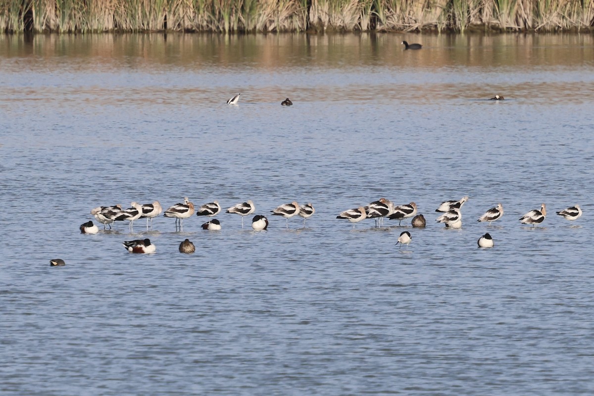 American Avocet - ML631651985