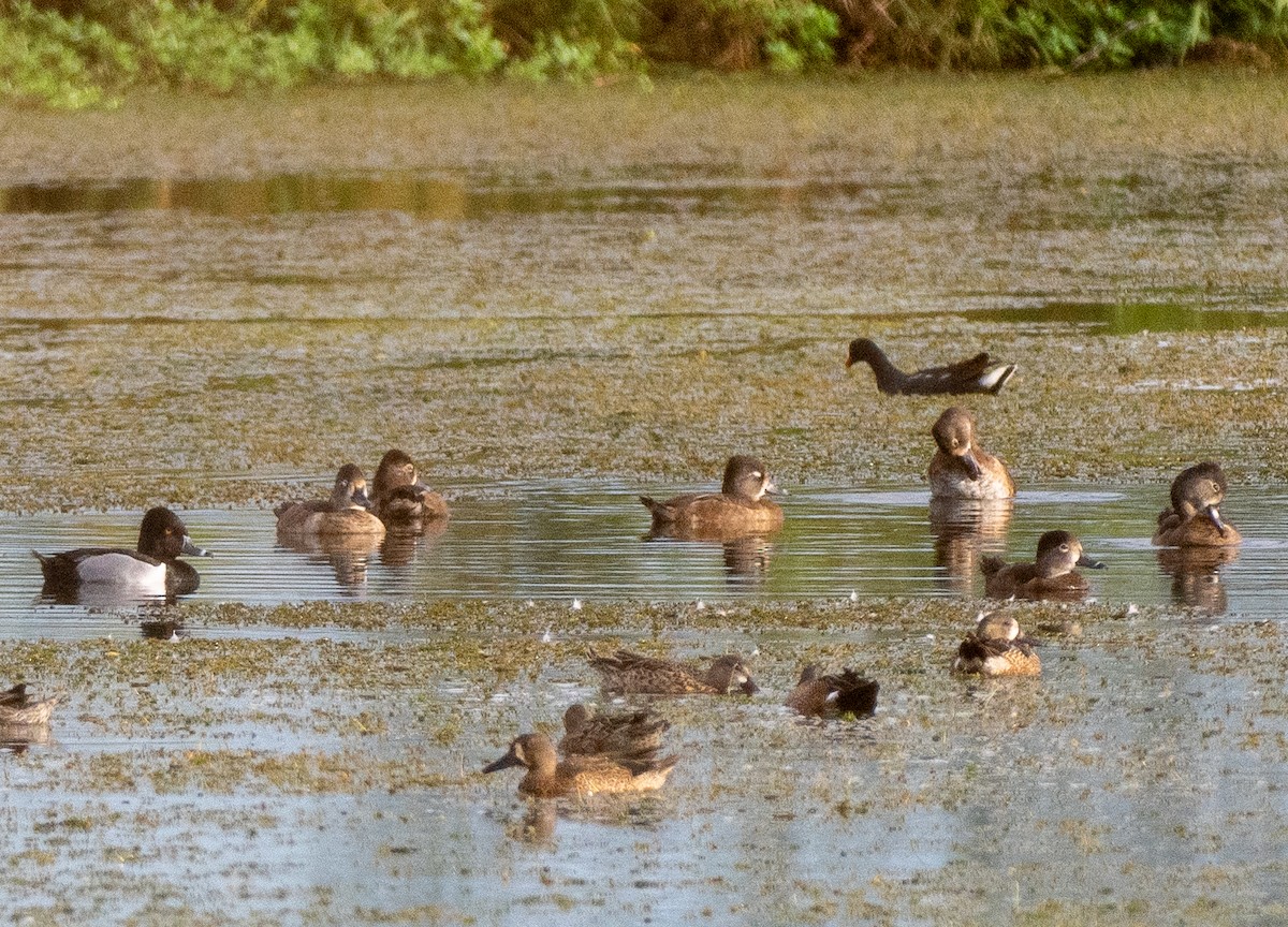 Ring-necked Duck - ML631652010