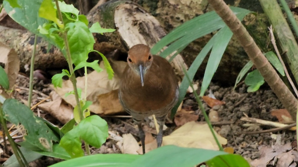 Slaty-legged Crake - ML631652130