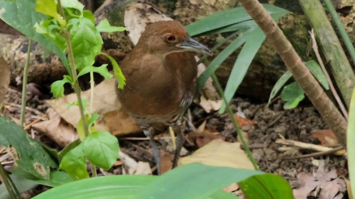 Slaty-legged Crake - ML631652131