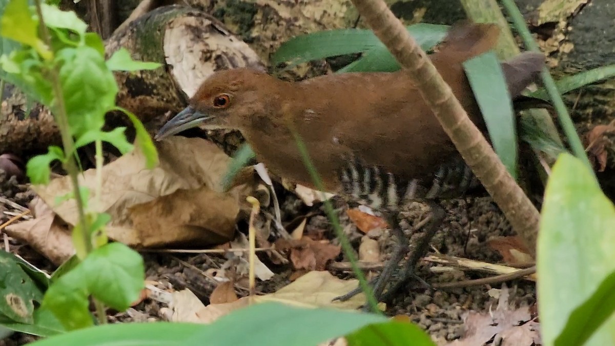 Slaty-legged Crake - ML631652132