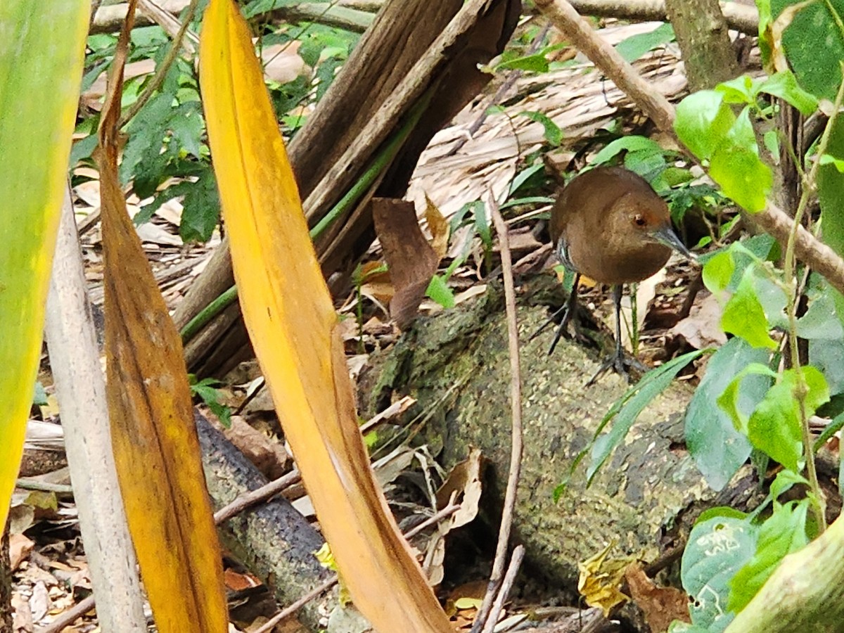 Slaty-legged Crake - ML631652133