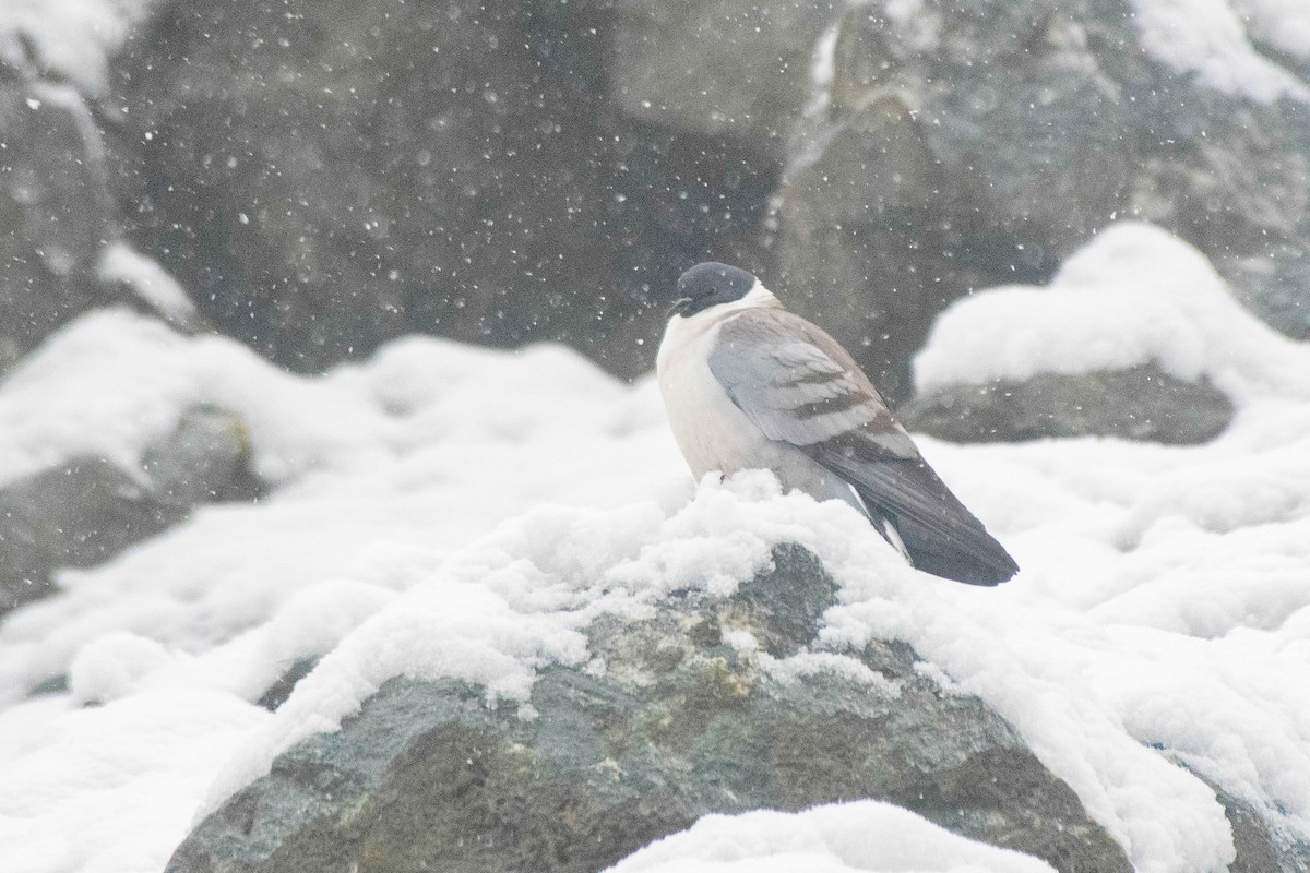 Snow Pigeon - ML631652185