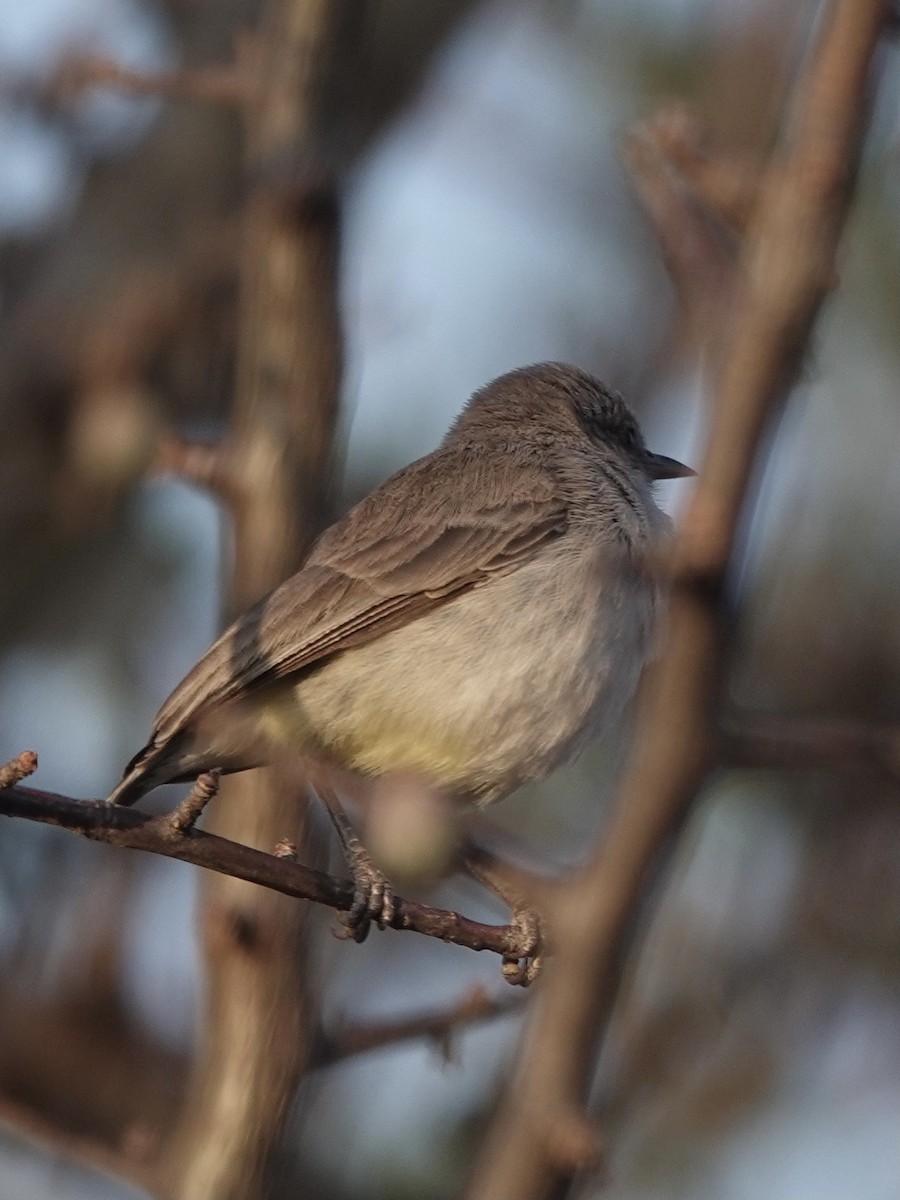 Yellow-vented Eremomela - ML631652227