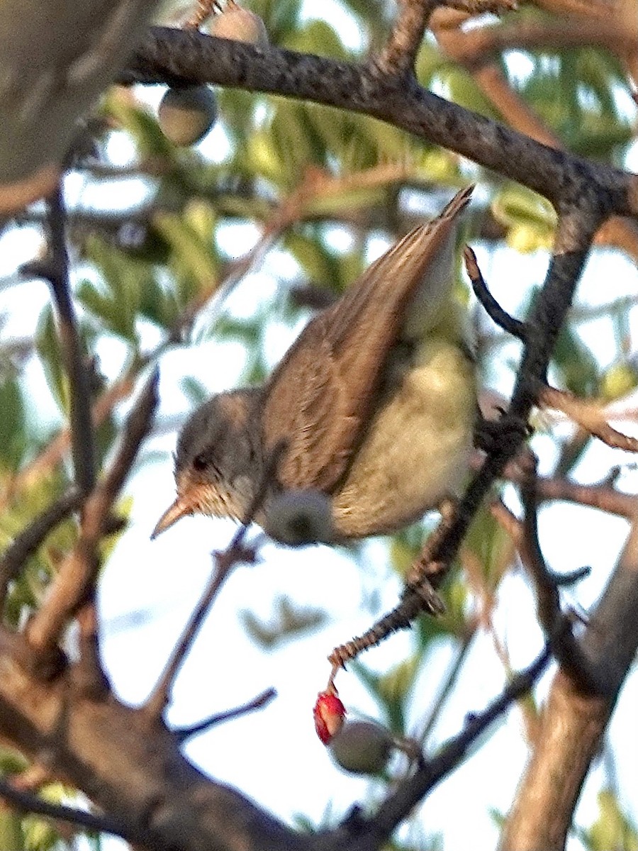 Yellow-vented Eremomela - ML631652228