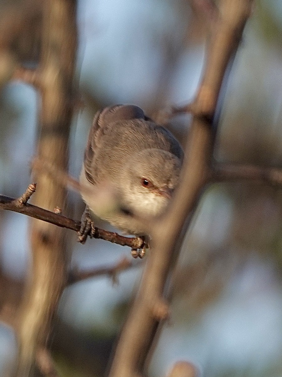 Yellow-vented Eremomela - ML631652229