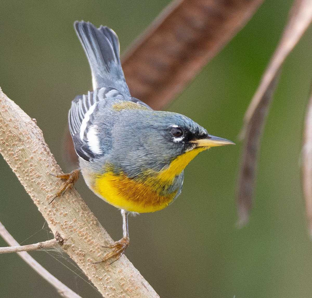 Northern Parula - ML631652245