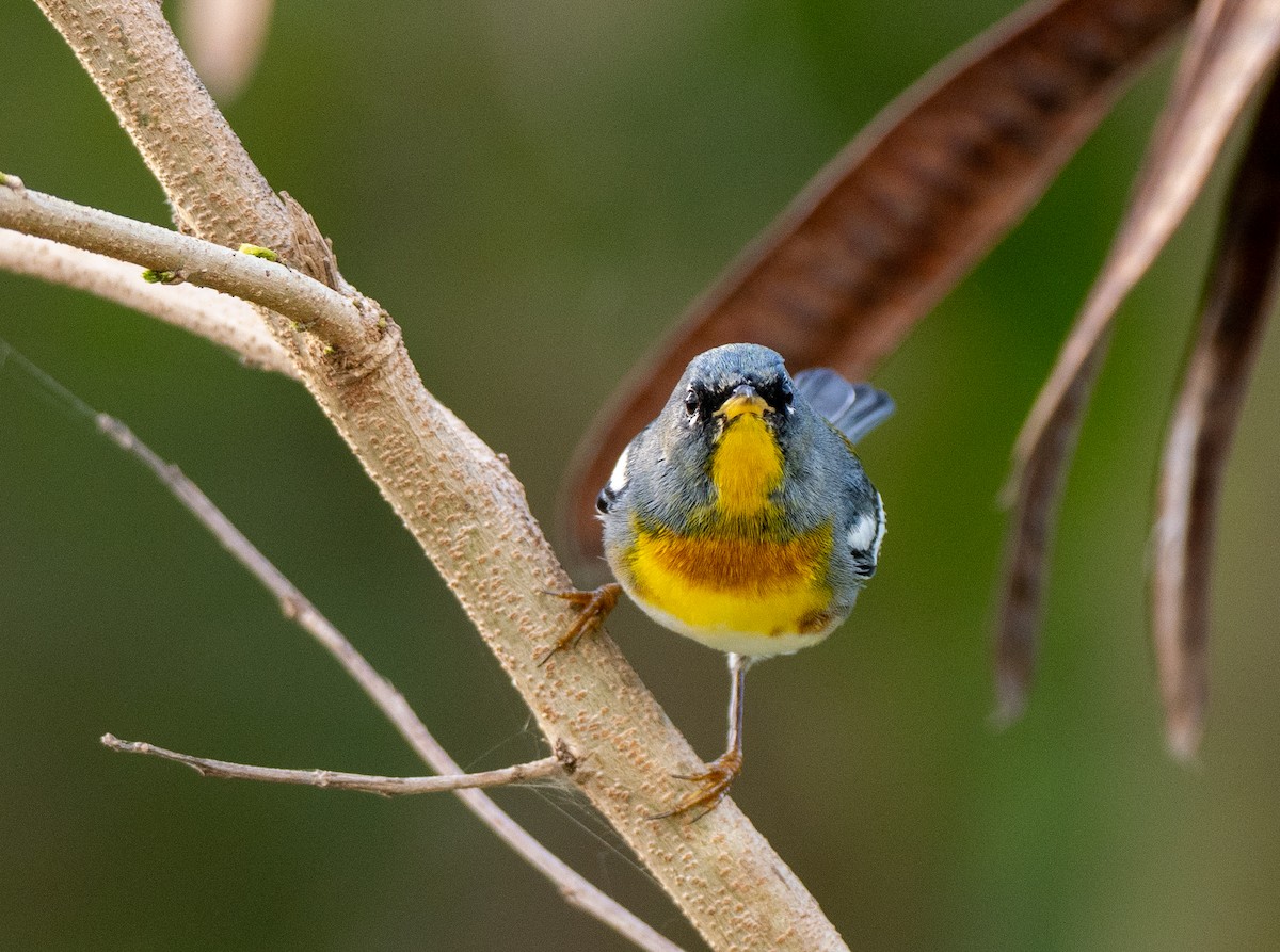 Northern Parula - ML631652246