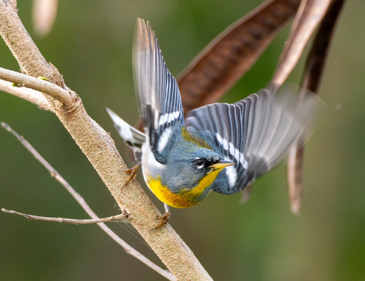 Northern Parula - ML631652247