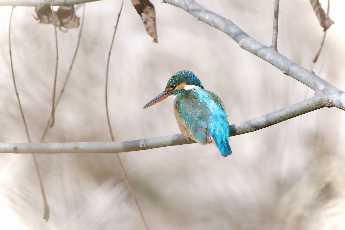 Common Kingfisher - ML631652288