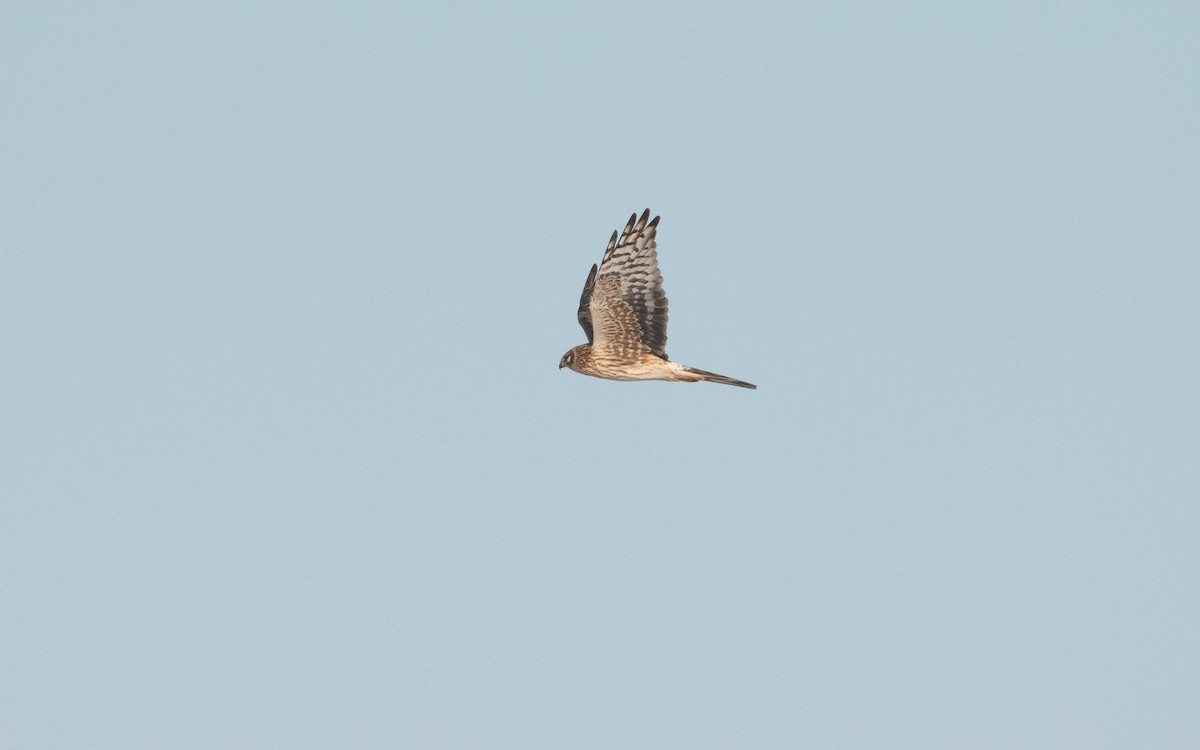 Pallid Harrier - ML631652295