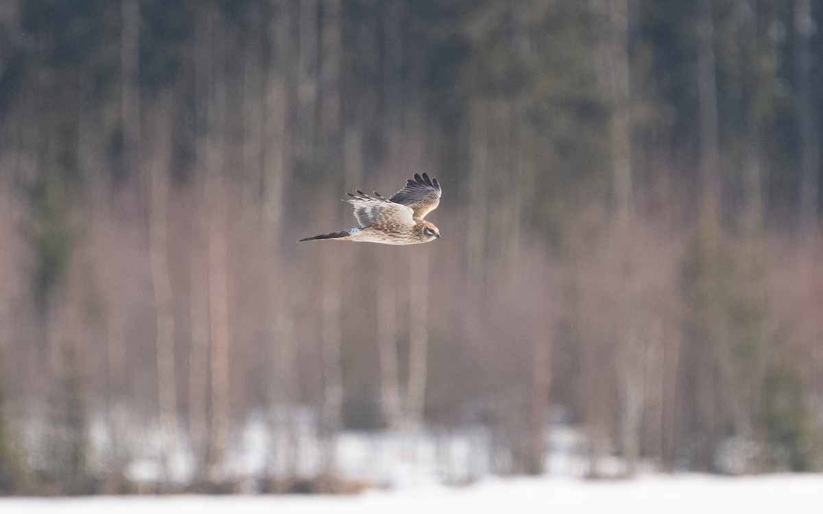 Pallid Harrier - ML631652296