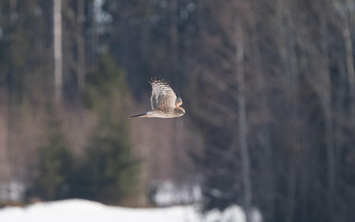 Pallid Harrier - ML631652297