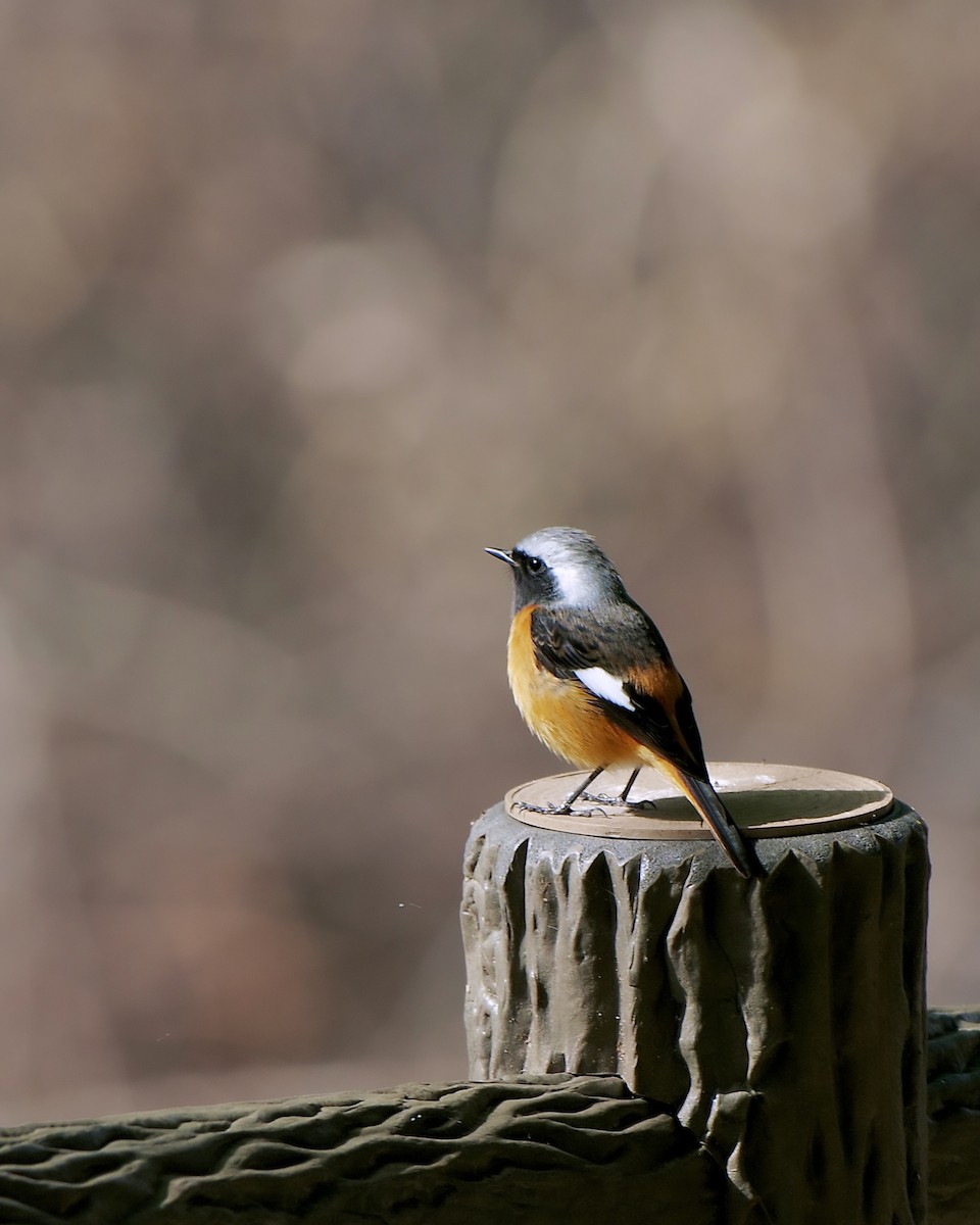 Daurian Redstart - ML631652308