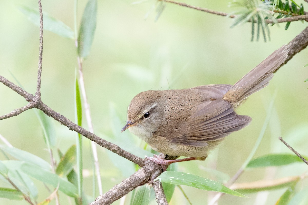 Aberrant Bush Warbler (Perplexing) - ML631652349