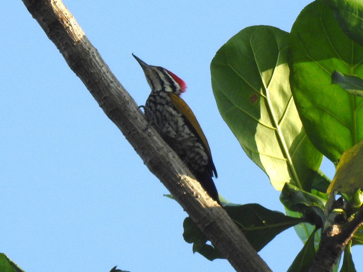 Common Flameback - ML631652352