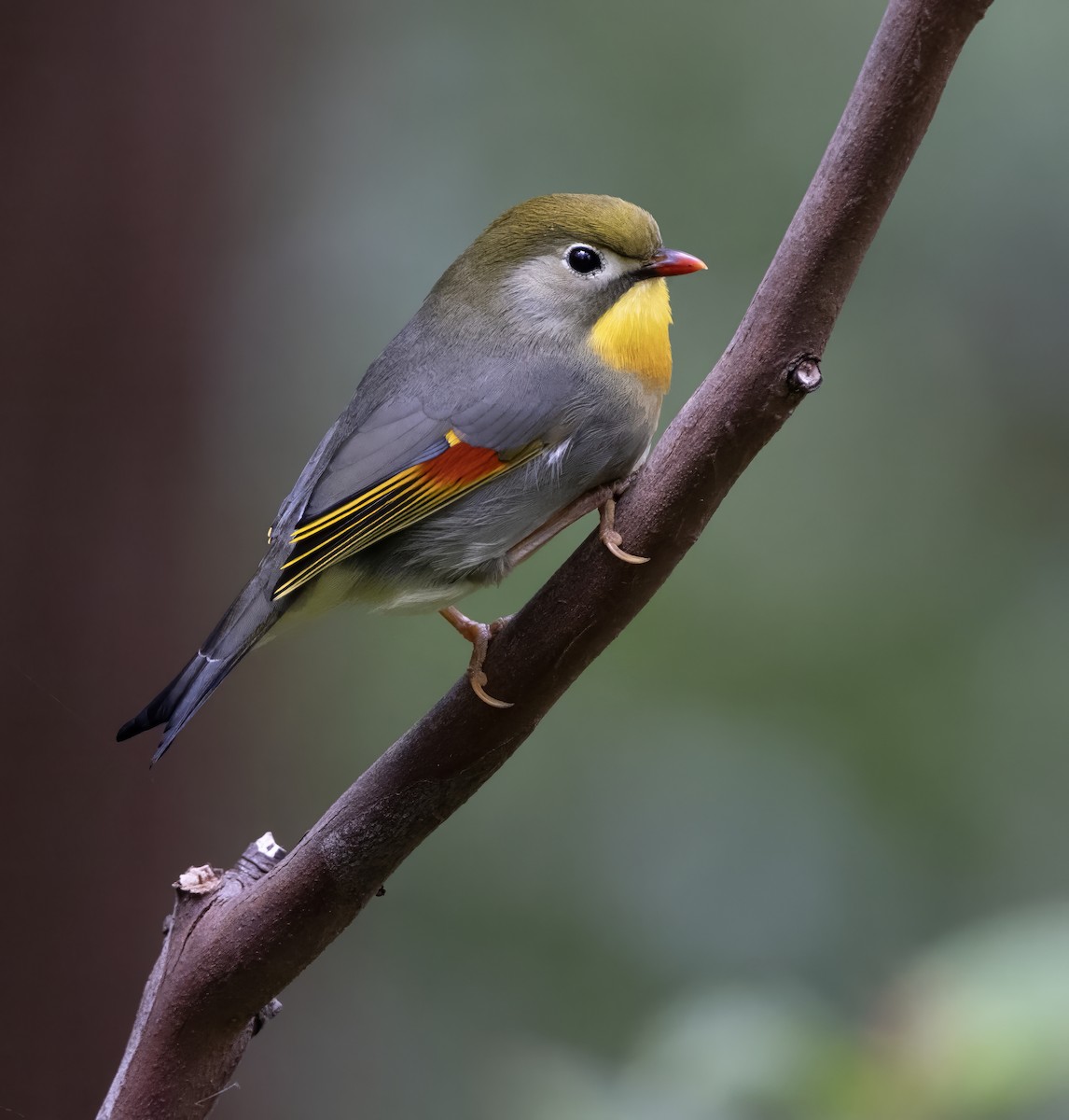 Red-billed Leiothrix - John Dickson