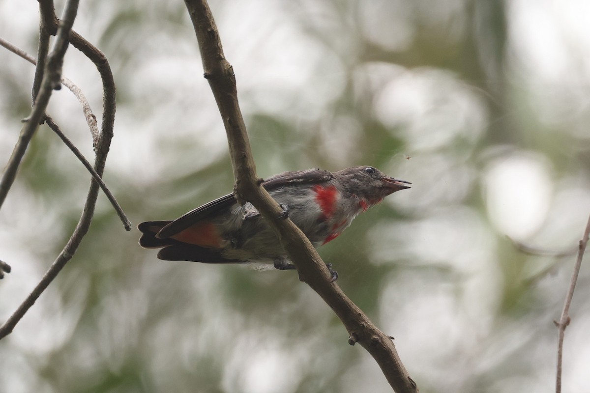 Mistletoebird - ML631652410