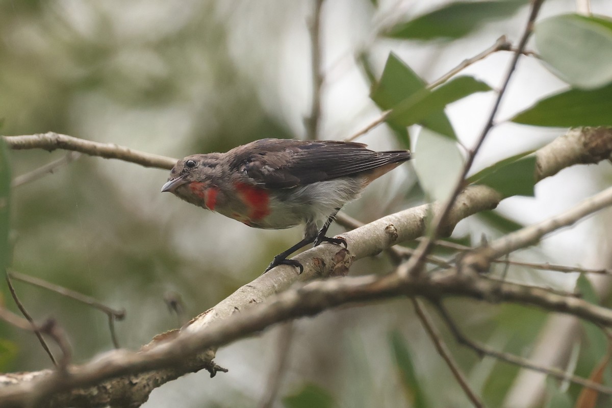 Mistletoebird - ML631652411