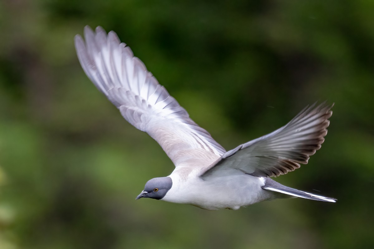 Snow Pigeon - ML631652457