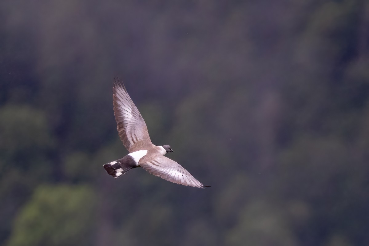 Snow Pigeon - ML631652458