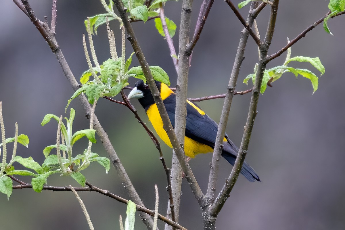 Collared Grosbeak - ML631652461