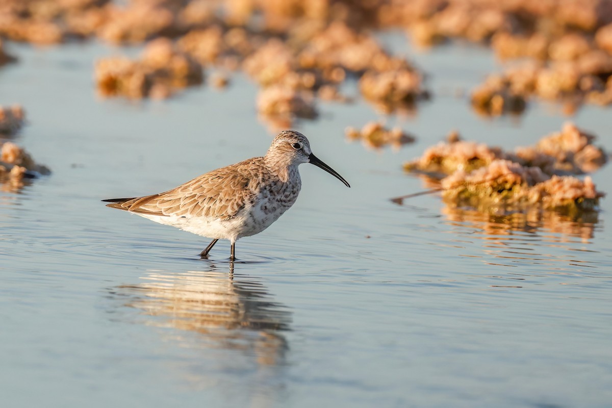 Curlew Sandpiper - ML631652484