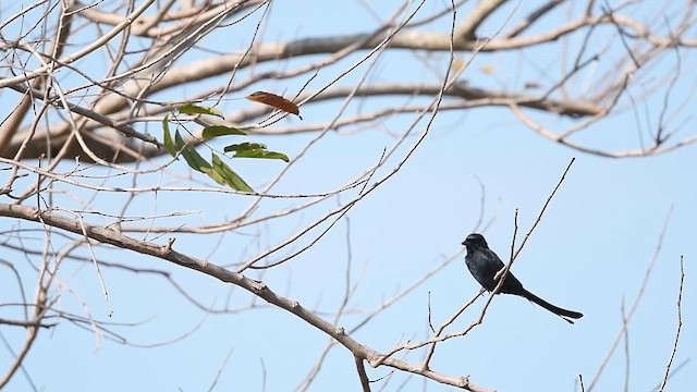 Black Drongo - ML631652609