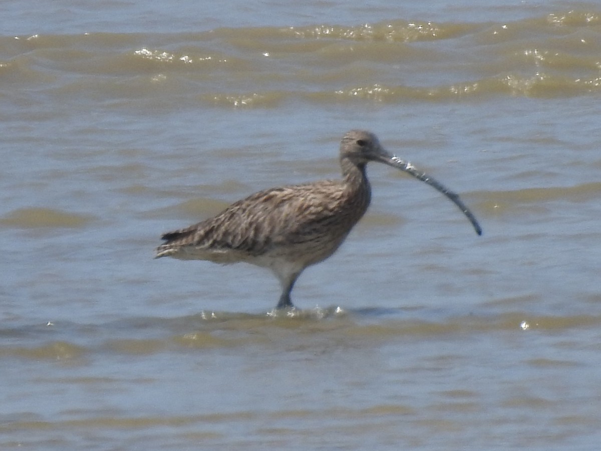 Far Eastern Curlew - ML631652615