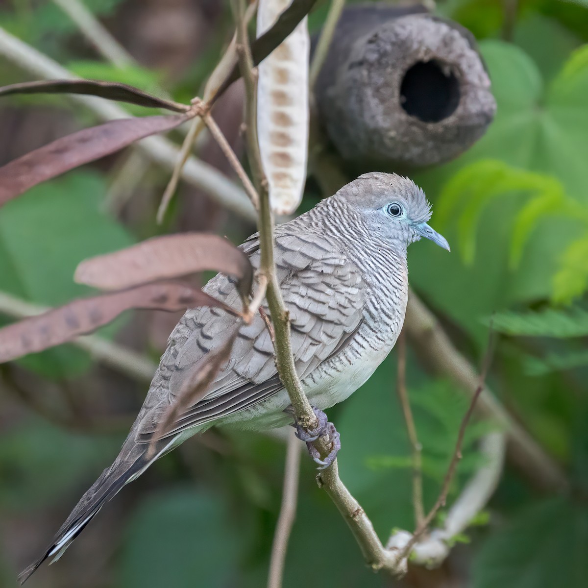 Zebra Dove - ML631652616