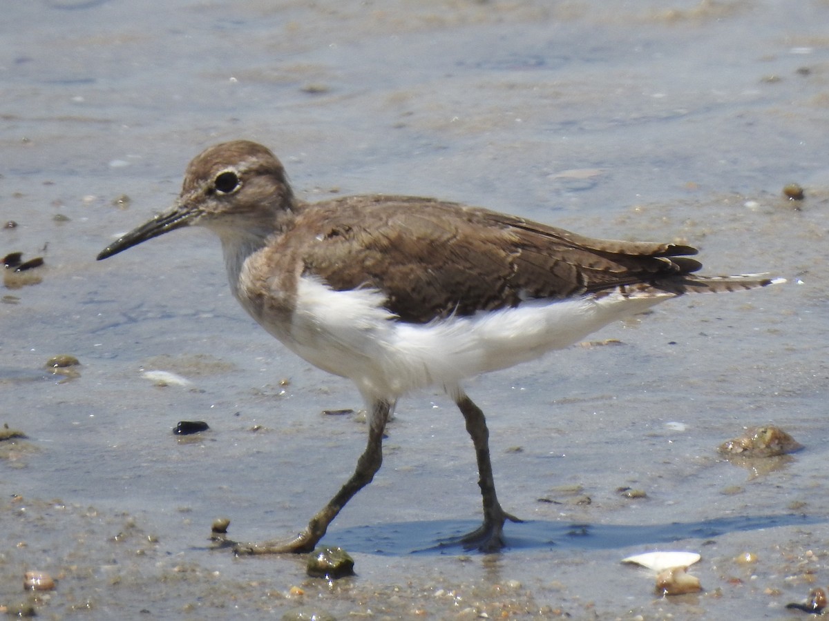Common Sandpiper - ML631652617